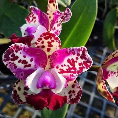 Flor de orquídea branca com manchas vermelhas e roxas em ambiente de viveiro vegetal