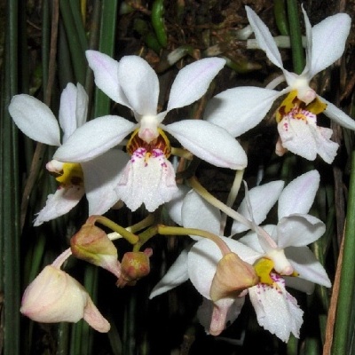 Orquídeas brancas com detalhes rosa e amarelo em folhas verdes
