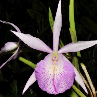 Orquídea rosa e branco com padrão púrpura em fundo escuro