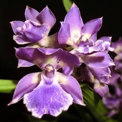 Flor roxa e branca com pétalas aveludadas em fundo escuro