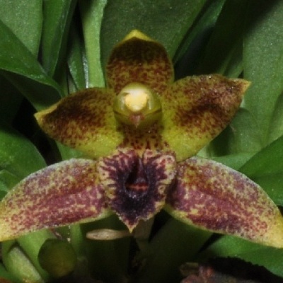 Flor de orquídea verde com manchas castanhas e folhas verdes.