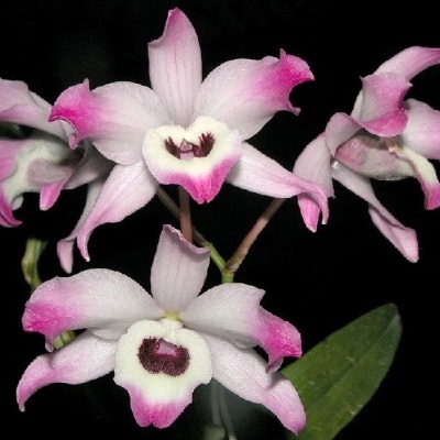 Orquídeas brancas e rosa com folhas verdes sobre fundo preto