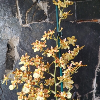 Orquídea amarela com manchas castanhas e suporte verde junto a parede de pedra escura