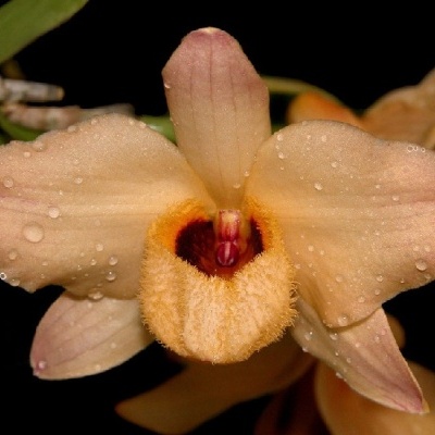 Flor orquídea bege com gotas de água e centro amarelo e vermelho
