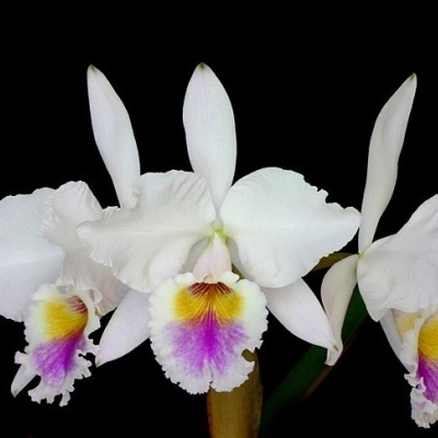 Três flores de orquídea brancas com detalhes amarelos e roxos