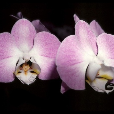 Flores de orquídea rosa e branca com centro amarelo