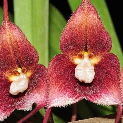 Orquídeas vermelhas com textura aveludada e detalhes brancos no centro