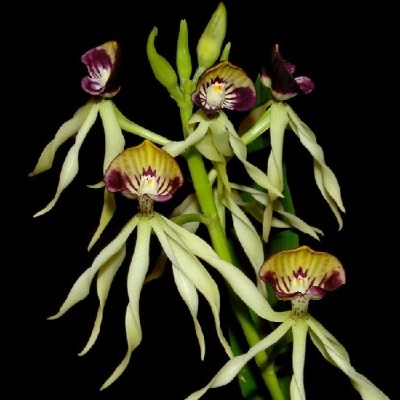 Orquídeas amarelas com detalhes roxos em fundo preto
