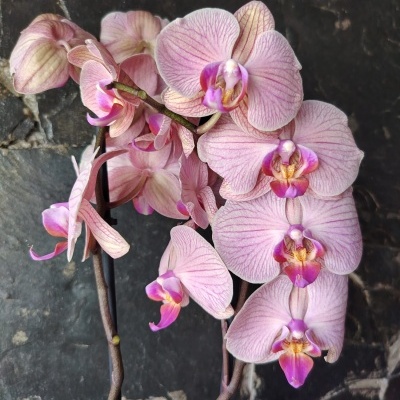 Orquídea rosa com flores detalhadas e fundo de pedras escuras