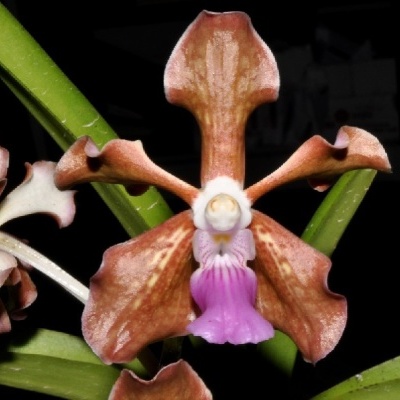 Orquídea com pétalas marrons e rosa claro em fundo escuro