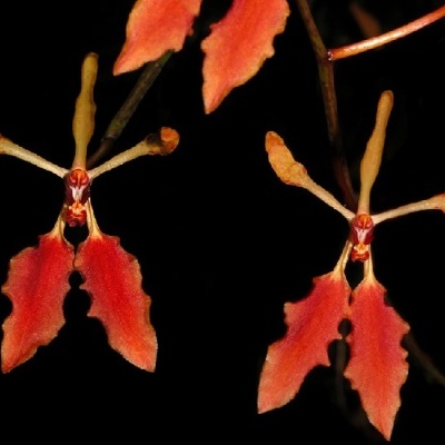 Flores de orquídea laranja e vermelho com pétalas recortadas