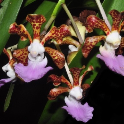 Orquídeas castanhas e lilás com folhas verdes