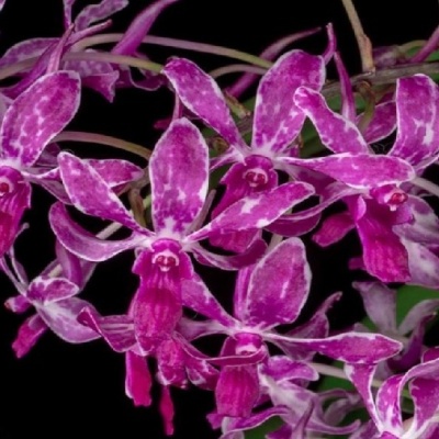 Flores de orquídea roxa com padrão marmoreado sobre fundo preto