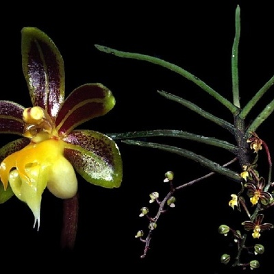 Flor exótica verde e roxa com sépala amarela e folhas finas verdes