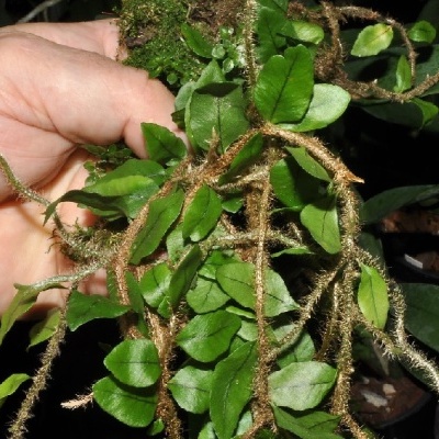 Planta com folhas pequenas e raízes peludas a ser segurada por mãos