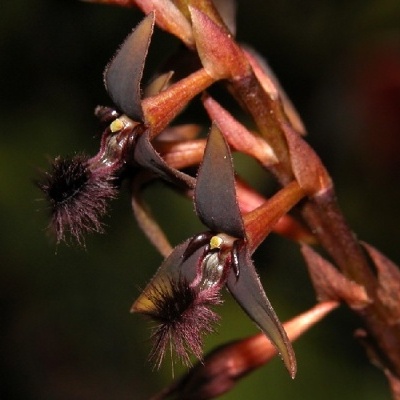 Flores exóticas castanhas e pretas com textura aveludada
