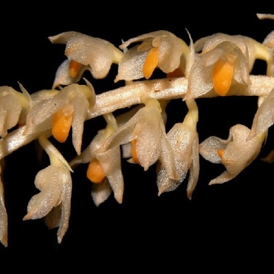 Flores naturais bege translúcidas com partes laranja em espiga sobre fundo preto