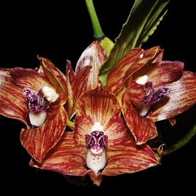 Três flores de orquídea castanhas com riscas vermelhas e centros brancos com padrões roxos.