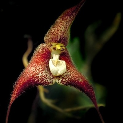 Flor exótica de orquídea vermelha com centro branco em fundo preto