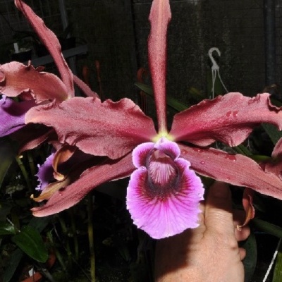 Orquídea rosa escuro e rosa claro em estufa, segurada por uma mão