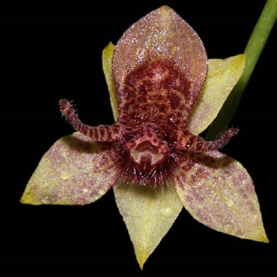 Flor exótica amarela e marrom com textura aveludada sobre fundo preto