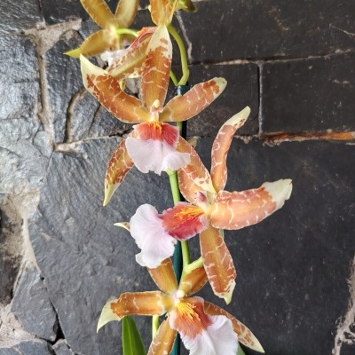 Orquídea amarela e castanha com lábio branco em suporte verde sobre fundo de pedras escuras.
