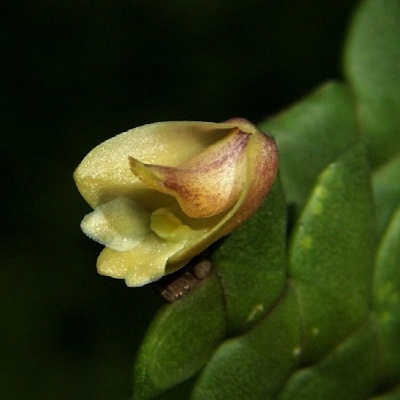 Flor amarela com tonalidade vermelha e folhas verdes