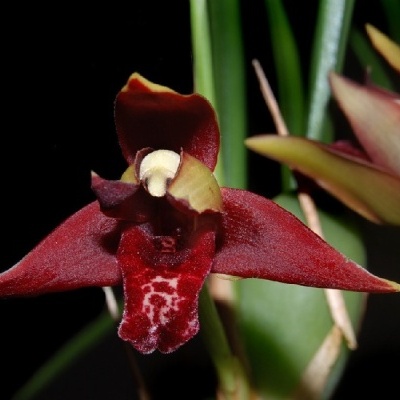 Flor de orquídea vermelha com pétalas texturizadas e detalhes creme