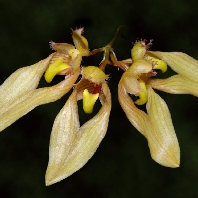 Flores amarelo-pálidas com pétalas longas e franjas finas sobre fundo preto