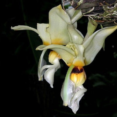 Flores de orquídea creme e amarelas suspensas com raízes expostas em fundo escuro