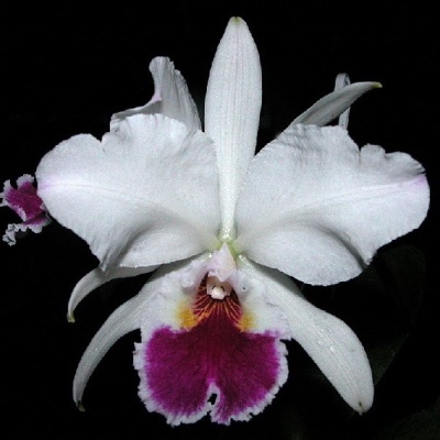 Flor de orquídea branca com centro roxo e amarelo
