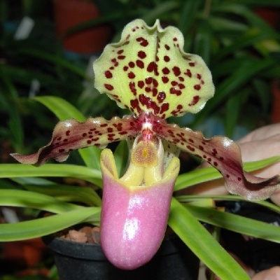 Orquídea Paphiopedilum com pétalas amarelas e castanhas manchadas, vaso preto e folhas verdes longas