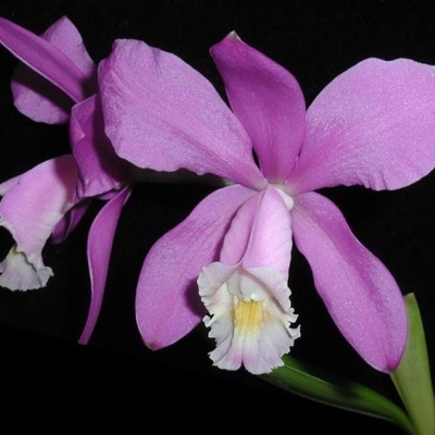 Orquídea cor-de-rosa com pétalas grandes e centro branco e amarelo
