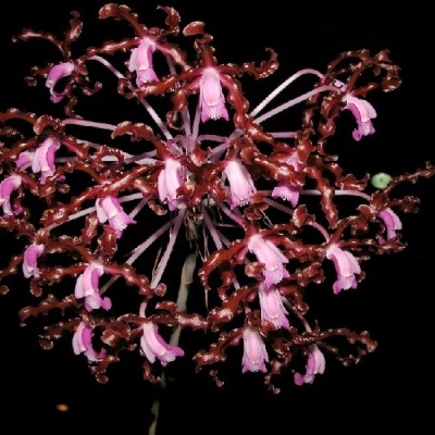 Flor exótica cor-de-rosa e castanha com pétalas enroladas num fundo preto