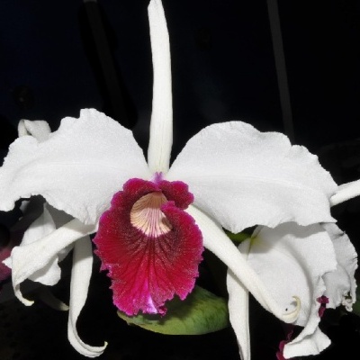 Flor branca e vermelha de orquídea com pétalas grandes