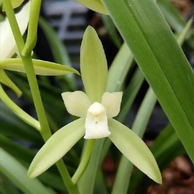 Flor de orquídea verde clara e branca com folhas verdes