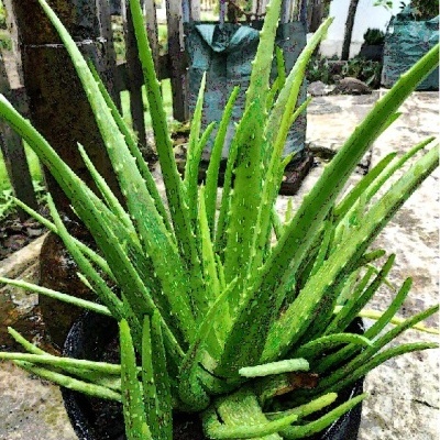 Planta de aloé vera em vaso preto num ambiente exterior