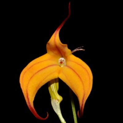 Orquídea amarela com padrões laranja e fundo preto