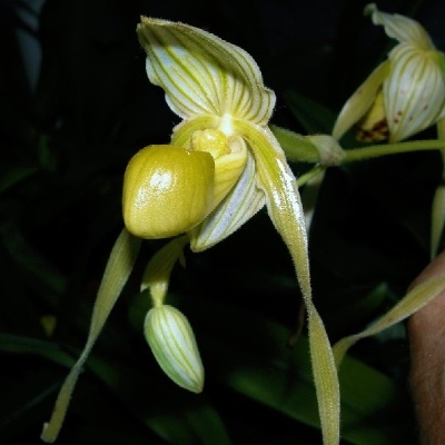 Flor amarela exótica com riscas verdes e textura brilhante