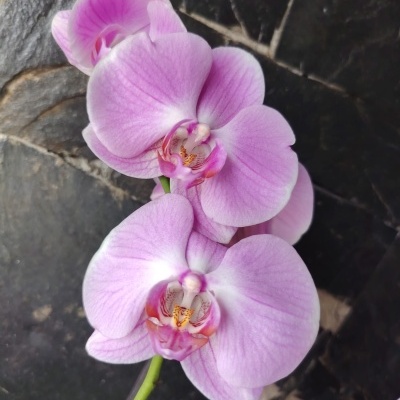Orquídea rosa sobre pedra preta texturizada