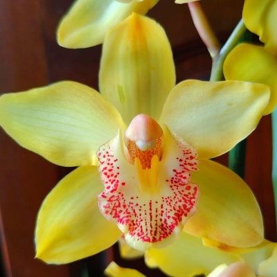 Flor amarela de orquídea com pintas vermelhas no centro