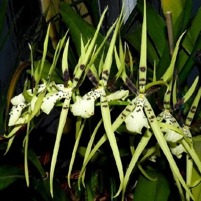 Flores de orquídea verde-amareladas com manchas castanhas