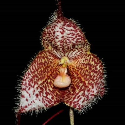 Flor exótica com pétalas peludas em branco, vermelho e laranja