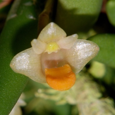 Flor translúcida branca com detalhe laranja em caule verde