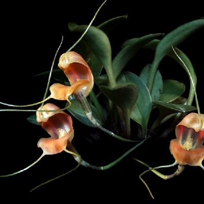 Planta com flores laranja e folhas verdes