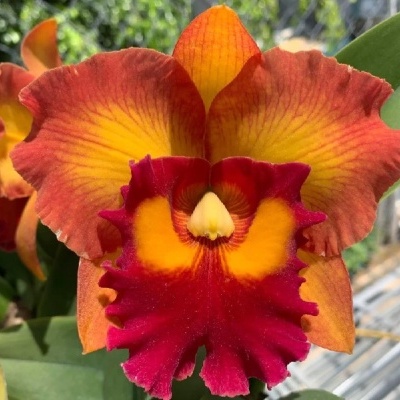 Orquídea com pétalas laranja, amarelas e vermelhas