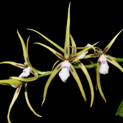 Orquídea amarela e branca com pétalas finas e manchas roxas em fundo preto