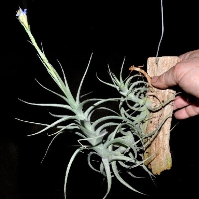 Planta Tillandsia cinzenta com flor roxa montada em madeira rústica segurada por mão
