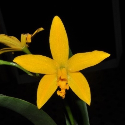 Orquídea amarela com folhas verdes em fundo escuro