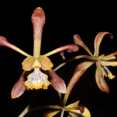 Flor de orquídea castanha e amarela com pétalas longas e textura aveludada